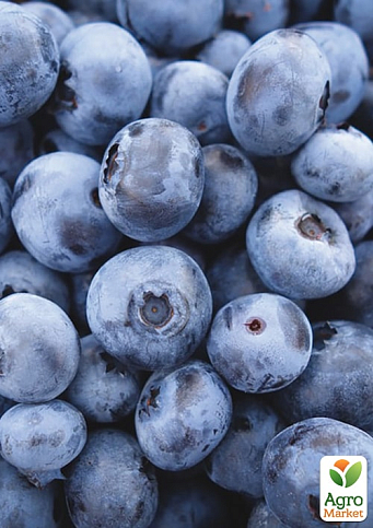 Лохина (чорниця садова) 2 роки "Топ Шелф" (Top Shelf) С2 висота 50-60см - фото 7