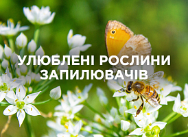 Як привернути запилювачів на ділянку: рослини для бджіл і метеликів | Agro-market
