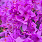 LMTD Рододендрон цветущий 2-х летний "Fimbriatum" (высота 20см)