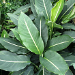 Дифенбахія (Dieffenbachia) "Green Magic" висота 40-60см