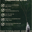 Дуб Фастігіата "Koster" висота 120-140см