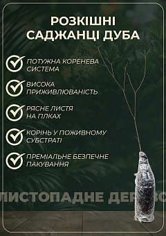 Дуб Фастигиата "Koster" высота 120-140см6