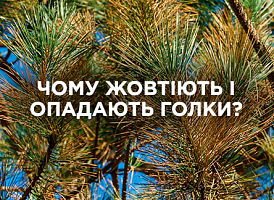 Чому жовтіють і опадають голки у хвойних | Agro-market