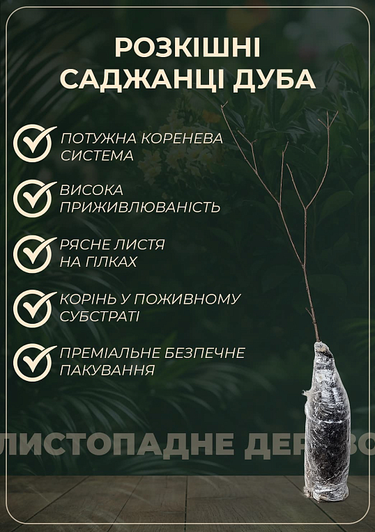 Дуб Фастигиата "Koster" высота 120-140см
