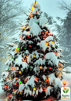Новогодняя свежесрезанная елка "Королева Карпат", 110-140см (праздничная)1