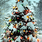 Новогодняя свежесрезанная елка "Королева Карпат", 110-140см (праздничная)