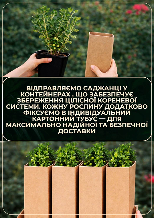 Смородина чорна "Орес" укорінена в контейнері (ранній термін дозрівання)