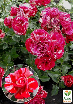 Троянда штамбова "Papagena" (саджанець класу АА +) вищий сорт 1 саджанець в упаковці2
