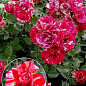 Троянда штамбова "Papagena" (саджанець класу АА +) вищий сорт 1 саджанець в упаковці