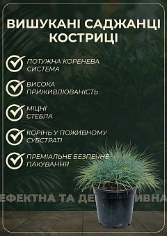 Костриця зелена "Готьє" вазон С1, діаметр 15-20см17