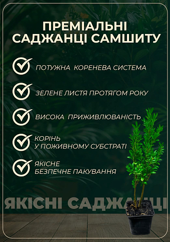 Самшит вечнозеленый "Шарм" (Charm) 3-х летний саженец - фото 2