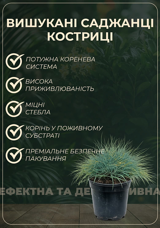 Овсяница зеленая "Готье" вазон С1, диаметр 15-20см