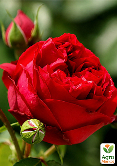 Троянда паркова "Red Eden Rose" (саджанець класу АА+) вищий сорт.9