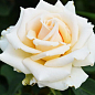 Ексклюзив! Троянда чайно-гібридна святкова біло-кремова "Чарівна" (Magic) (сорт на корисне варення)
