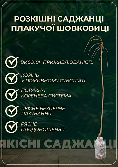 Эксклюзив! Шелковица плакучая черная "Шепот ветра" (Wind whisper) (премиальный штамбовый сорт, очень сладкая) (возраст от 2-х лет, высота 150-190см)14