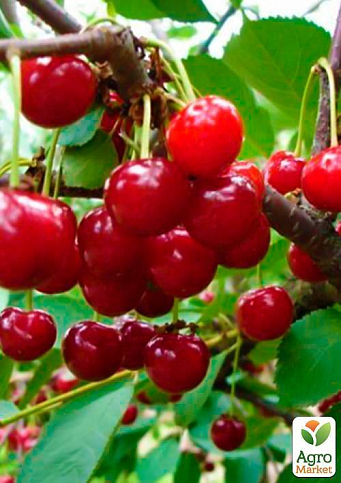 Вишня "Іграшка" (літній сорт, ранній термін дозрівання) - фото 6