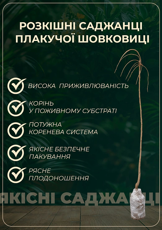 Эксклюзив! Шелковица плакучая черная "Шепот ветра" (Wind whisper) (премиальный штамбовый сорт, очень сладкая) (возраст от 2-х лет, высота 150-190см)