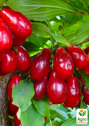 Кизил щеплений "Elegant" саджанець 2 роки (ранній термін дозрівання, високостійкий до морозів) - фото 5