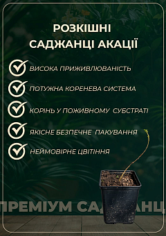 Мімоза (Acacia Dealbata) вазон Р913