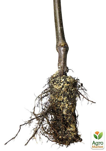 Дерево-сад укорінений у контейнері Яблуня "Гренні Сміт+Амброзія+Джероміні" саджанець 2 роки - фото 2