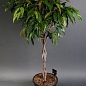 LMTD Фикус комнатный "Amstel King" (высота 60-80см)