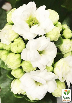 Каланхое Блоссфельда "White" (Kalanchoe Blossfeldiana) (Нідерланди)6