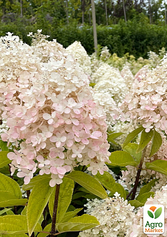 Гортензия 3-х летка метельчатая "Magical Sweet Summer"21