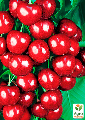 Черешня "Джерело" (літній сорт, ранній термін дозрівання) - фото 2