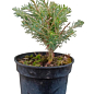 Пихта Корейская 3-х летняя (Abies Koreana) высота 20-40 см купить