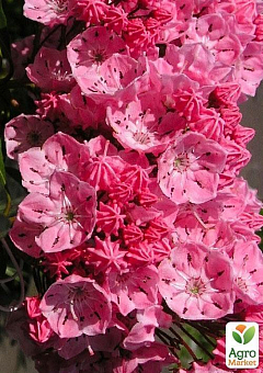 Кальмия latifolia "Ewa"11