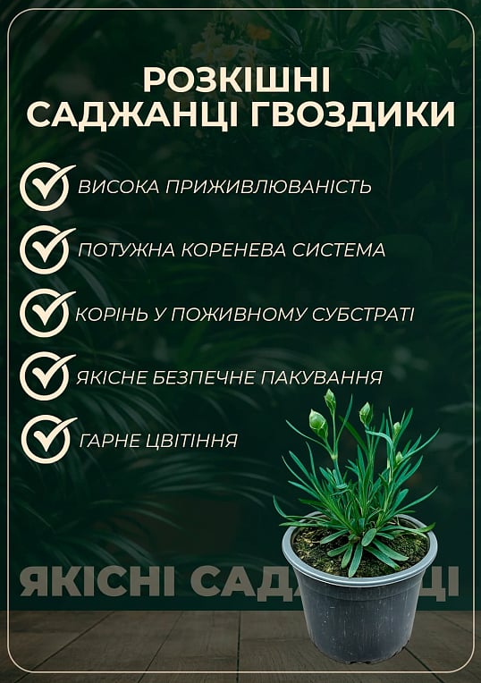 Гвоздика Махрова "Carmen Red" - фото 2