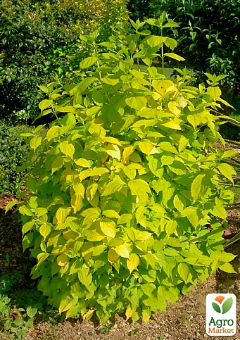 Жасмин гибридный садовый (чубушник) "Yellow Hill" 2х летний (вазон С2) - фото 2