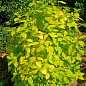 Жасмин гібридний садовий (чубушник) "Yellow Hill" 2х річний (вазон С2) купить