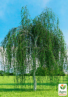 Береза повисла звичайна (Betula pendula)  висота 100-110см4