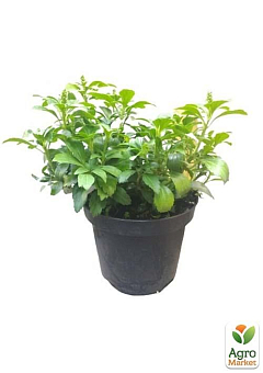 Пахіандра "Green Carpet" С3, діаметр 25-30см17