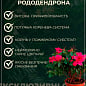 Рододендрон комнатный "White" 