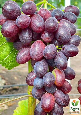Виноград "Бордова мантія" (ранній термін дозрівання, не пошкоджується осами)