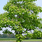 Катальпа 3-х летняя бигнониевидная (Catalpa bignonioides), С3 высота 60-100см