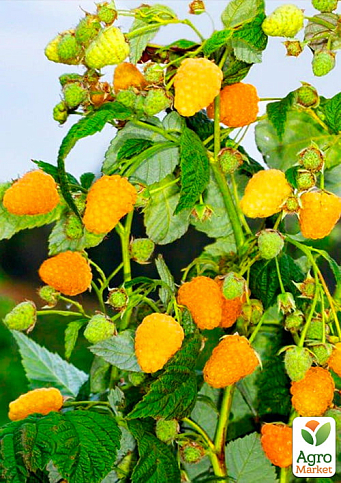 Малина "Жовтий Гігант" (ремонтантний сорт, один із найвідоміших) 1-річний саджанець - фото 2