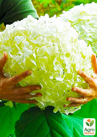 Гортензія деревоподібна великоквіткова «Стронг Анабель» (Hydrangea arborescens «Strong Annabelle»)