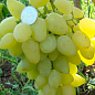 Виноград "Иллария" ( ранний срок созревания, крупная ягода с легким вкусом летних яблок)