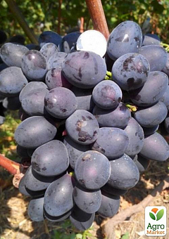 Виноград вегетуючий "Мавр"2
