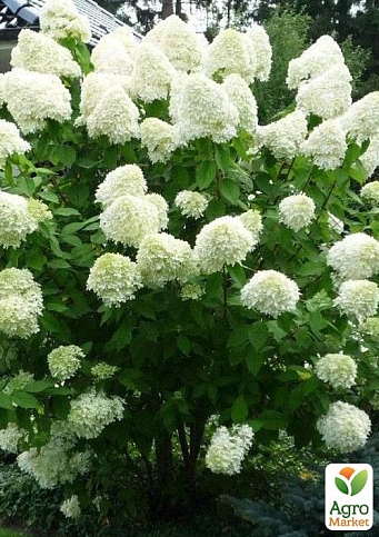 Эксклюзив! Гортензия метельчатая кремово-белая "Ласточка" (Swallow) (премиальный сорт, контейнер P9)