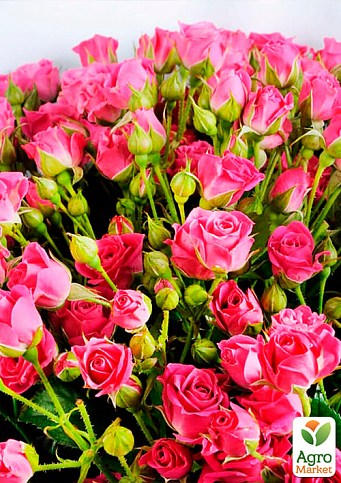 Роза мелкоцветковая (спрей) "Лавлей Лидия" (саженец класса АА+) высший сорт