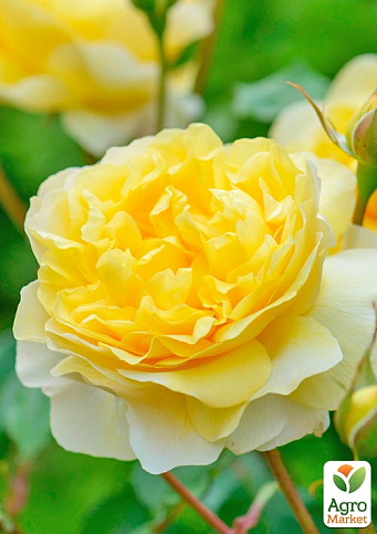 Троянда дрібноквіткова (спрей) "Сан Сіті" (саджанець класу АА+) вищий сорт - фото 2
