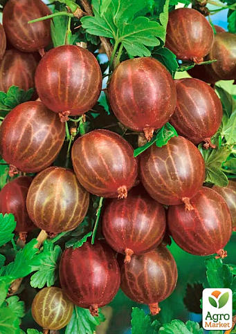 Аґрус безшипний "Редбол" (ранній термін дозрівання, морозостійкий сорт)