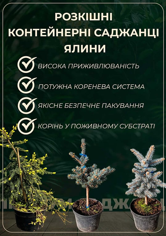 Ялина східна "Aureospicata" С4, висота 40-50см - фото 5
