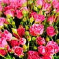 Роза мелкоцветковая (спрей) "Лавлей Лидия" (саженец класса АА+) высший сорт