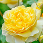 Троянда дрібноквіткова (спрей) "Сан Сіті" (саджанець класу АА+) вищий сорт купить