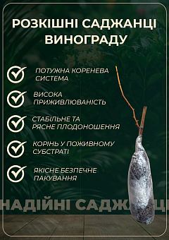 Виноград кишмиш "Подяка Полякам" (раннеспелая, сладкая, сочная ягода)20